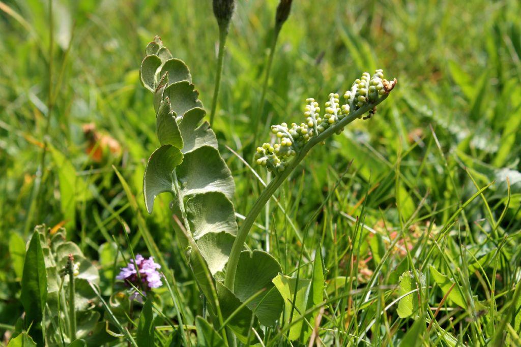 Botrychium lunaria / Botrichio